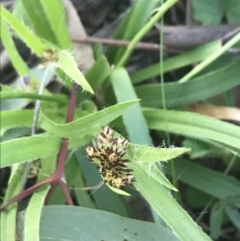 Luzula densiflora at Red Hill Nature Reserve - 1 Sep 2021