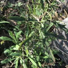 Senecio hispidulus (Hill Fireweed) at Garran, ACT - 1 Sep 2021 by Tapirlord