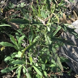 Senecio hispidulus at Red Hill Nature Reserve - 1 Sep 2021