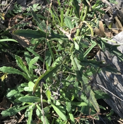 Senecio hispidulus (Hill Fireweed) at Red Hill Nature Reserve - 1 Sep 2021 by Tapirlord