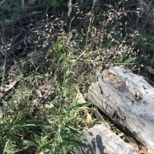 Senecio hispidulus at Red Hill Nature Reserve - 1 Sep 2021