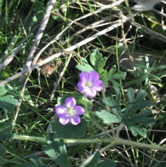 Geranium solanderi var. solanderi (Native Geranium) at Symonston, ACT - 1 Sep 2021 by Tapirlord