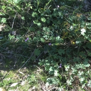 Geranium solanderi var. solanderi at Symonston, ACT - 1 Sep 2021 03:06 PM