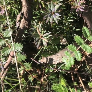 Styphelia humifusum at Symonston, ACT - 1 Sep 2021