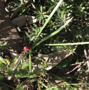 Styphelia humifusum at Symonston, ACT - 1 Sep 2021