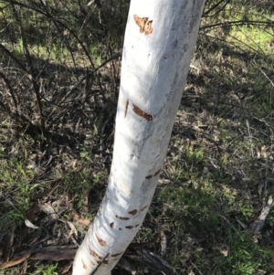 Eucalyptus mannifera at Symonston, ACT - 1 Sep 2021