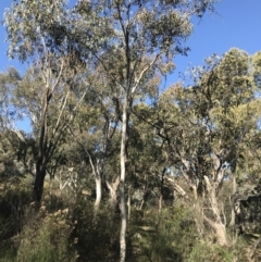 Eucalyptus mannifera at Symonston, ACT - 1 Sep 2021