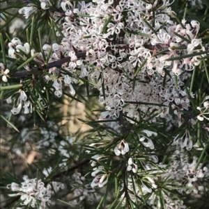 Hakea decurrens subsp. decurrens at Garran, ACT - 1 Sep 2021