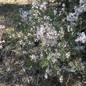 Hakea decurrens subsp. decurrens at Garran, ACT - 1 Sep 2021