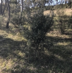 Hakea decurrens subsp. decurrens at Garran, ACT - 1 Sep 2021