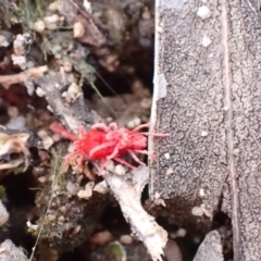 Trombidiidae sp. (family) (Red velvet mite) at Tuggeranong DC, ACT - 8 Sep 2021 by AnneG1