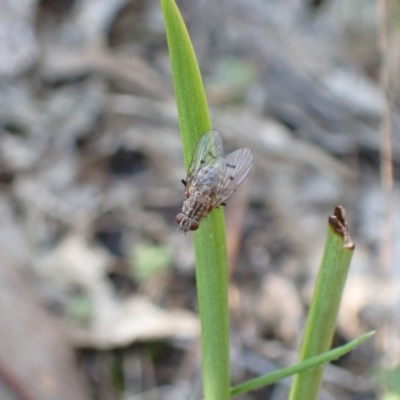 Helina sp. (genus) (Muscid fly) at Wanniassa Hill - 8 Sep 2021 by AnneG1