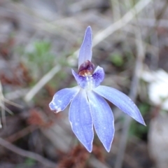 Cyanicula caerulea (Blue Fingers, Blue Fairies) at Tuggeranong DC, ACT - 8 Sep 2021 by AnneG1