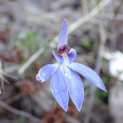 Cyanicula caerulea (Blue Fingers, Blue Fairies) at Wanniassa Hill - 8 Sep 2021 by AnneG1