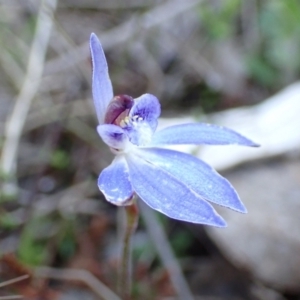 Cyanicula caerulea at Tuggeranong DC, ACT - 8 Sep 2021