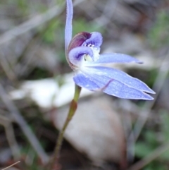 Cyanicula caerulea at Tuggeranong DC, ACT - 8 Sep 2021