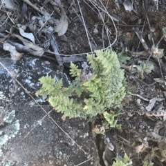 Cheilanthes distans (Bristly Cloak Fern) at Lyons, ACT - 2 Sep 2021 by Tapirlord