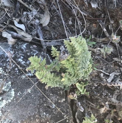 Cheilanthes distans (Bristly Cloak Fern) at Oakey Hill - 2 Sep 2021 by Tapirlord