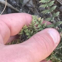 Cheilanthes distans at Lyons, ACT - 2 Sep 2021 04:00 PM