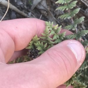 Cheilanthes distans at Lyons, ACT - 2 Sep 2021 04:00 PM