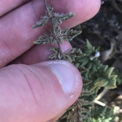 Cheilanthes distans at Lyons, ACT - 2 Sep 2021