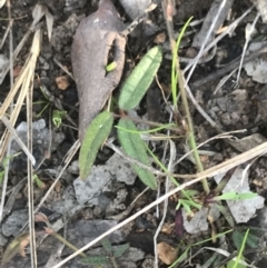 Grona varians (Slender Tick-Trefoil) at Oakey Hill - 2 Sep 2021 by Tapirlord