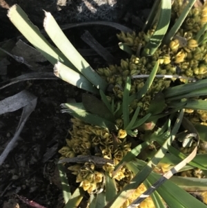 Lomandra bracteata at Lyons, ACT - 2 Sep 2021