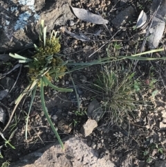 Lomandra bracteata at Lyons, ACT - 2 Sep 2021