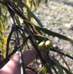 Amyema miquelii (Box Mistletoe) at Oakey Hill - 2 Sep 2021 by Tapirlord