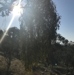 Amyema miquelii at Lyons, ACT - 2 Sep 2021 03:51 PM