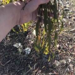 Amyema miquelii at Lyons, ACT - 2 Sep 2021 03:51 PM