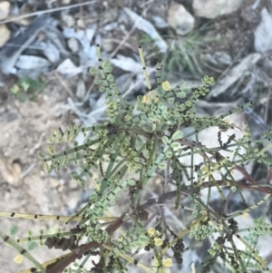 Indigofera adesmiifolia at Lyons, ACT - 2 Sep 2021