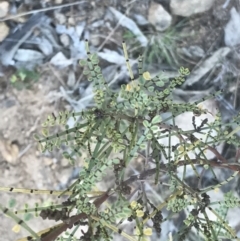 Indigofera adesmiifolia (Tick Indigo) at Lyons, ACT - 2 Sep 2021 by Tapirlord