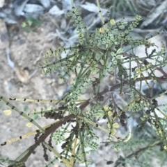 Indigofera adesmiifolia at Lyons, ACT - 2 Sep 2021