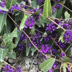 Hardenbergia violacea (False Sarsaparilla) at Lyons, ACT - 2 Sep 2021 by Tapirlord