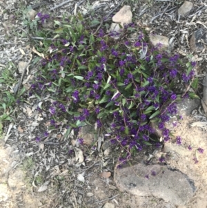 Hardenbergia violacea at Lyons, ACT - 2 Sep 2021 03:49 PM