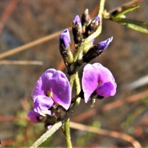 Glycine clandestina at Paddys River, ACT - 8 Sep 2021