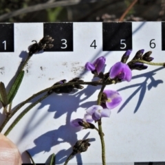 Glycine clandestina at Paddys River, ACT - 8 Sep 2021 02:52 PM