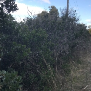 Arbutus unedo at Curtin, ACT - 3 Sep 2021