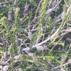 Melaleuca parvistaminea at Curtin, ACT - 3 Sep 2021