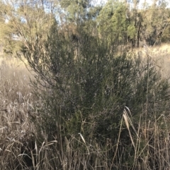 Melaleuca parvistaminea at Curtin, ACT - 3 Sep 2021 04:37 PM