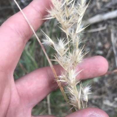 Rytidosperma (genus) (Wallaby Grass) at Curtin, ACT - 3 Sep 2021 by Tapirlord