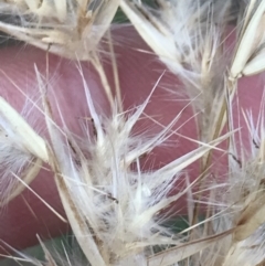 Rytidosperma sp. at Curtin, ACT - 3 Sep 2021