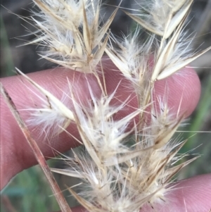 Rytidosperma sp. at Curtin, ACT - 3 Sep 2021