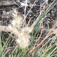 Rytidosperma sp. at Curtin, ACT - 3 Sep 2021