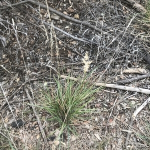 Rytidosperma sp. at Curtin, ACT - 3 Sep 2021