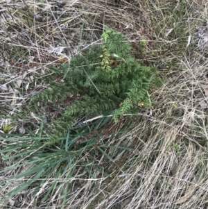 Cheilanthes sieberi at Curtin, ACT - 3 Sep 2021