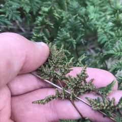 Cheilanthes sieberi at Curtin, ACT - 3 Sep 2021