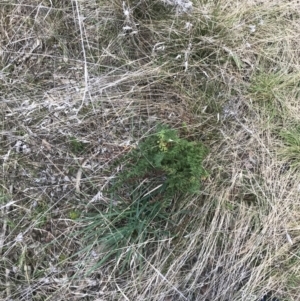 Cheilanthes sieberi at Curtin, ACT - 3 Sep 2021