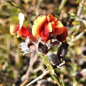 Dillwynia sericea at Paddys River, ACT - 8 Sep 2021